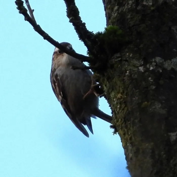 Gespotte Boomkruiper