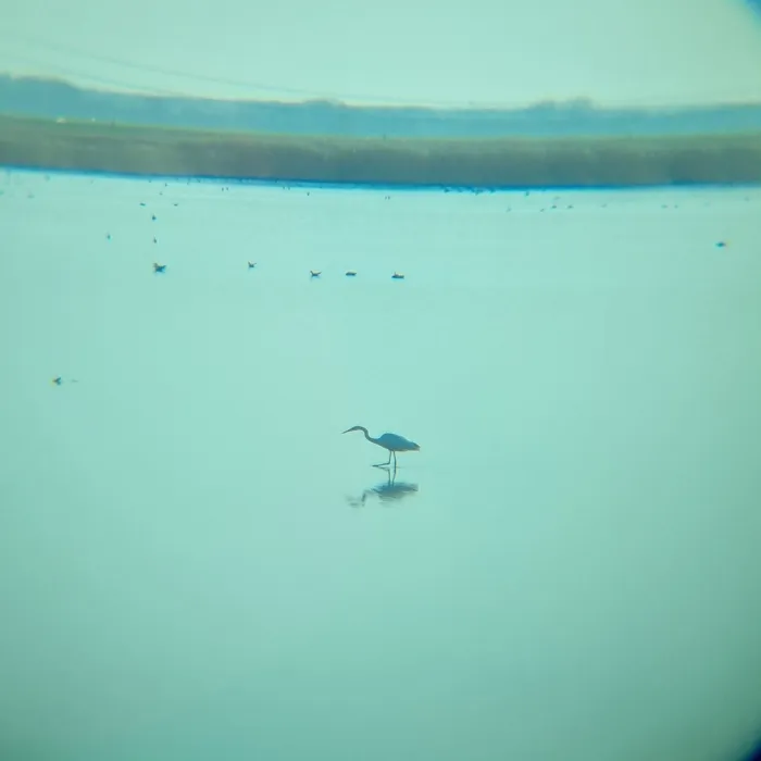 Gespotte Grote zilverreiger