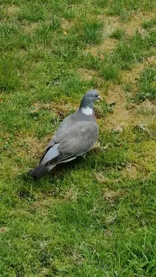 Gespotte Houtduif
