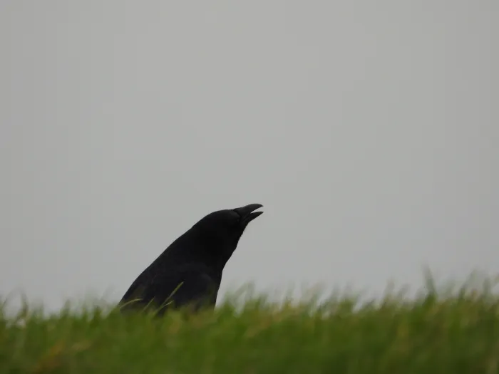 Gespotte Zwarte kraai