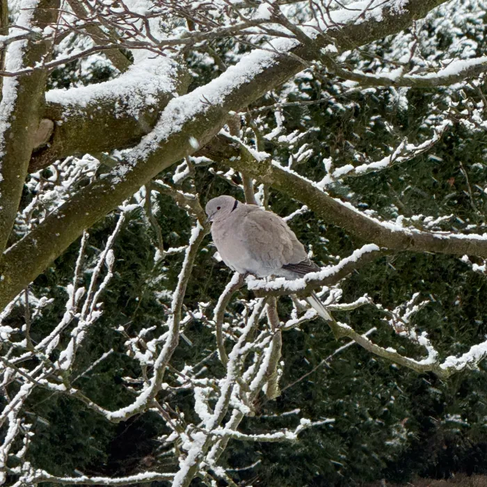 Gespotte Turkse tortel