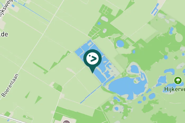 Gespotte Wilde zwaan
