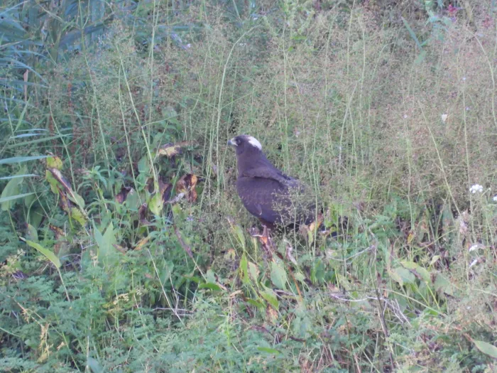 Gespotte Bruine kiekendief