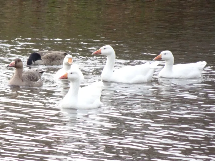 Gespotte Grauwe gans