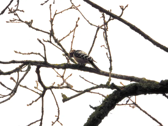 Gespotte Kleine bonte specht
