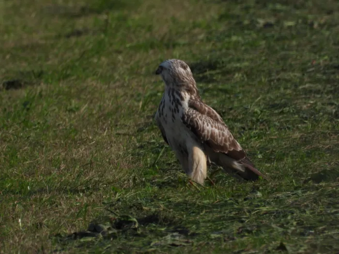 Gespotte Ruigpootbuizerd