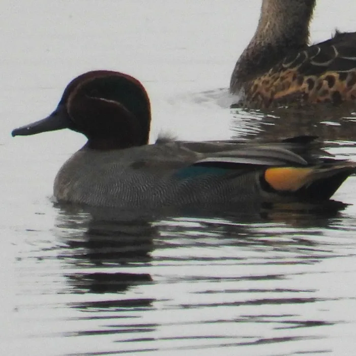 Gespotte Wintertaling