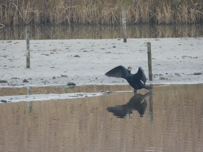 Gespotte Aalscholver