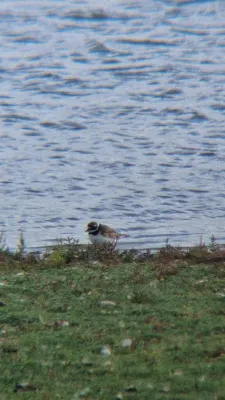 Gespotte Bontbekplevier