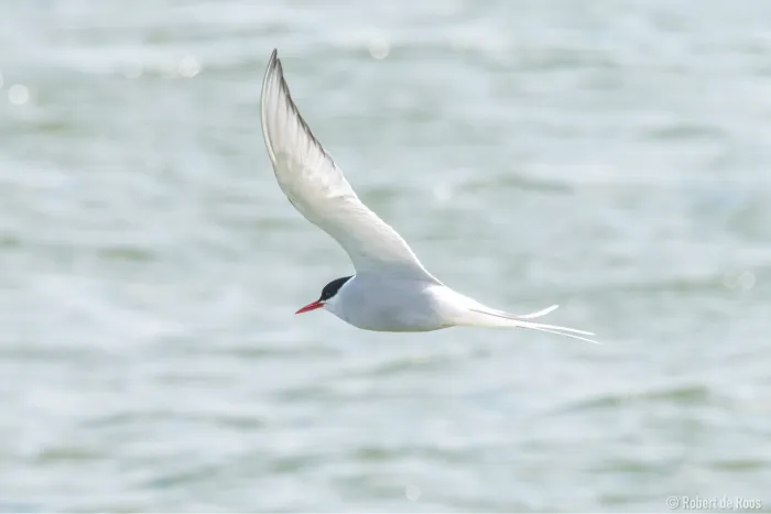 Gespotte Noordse stern