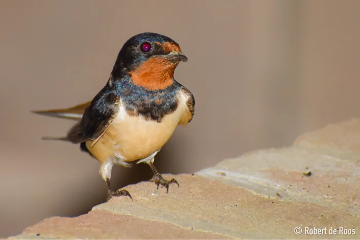 Gespotte Boerenzwaluw