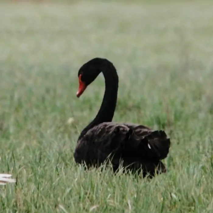 Gespotte Zwarte zwaan
