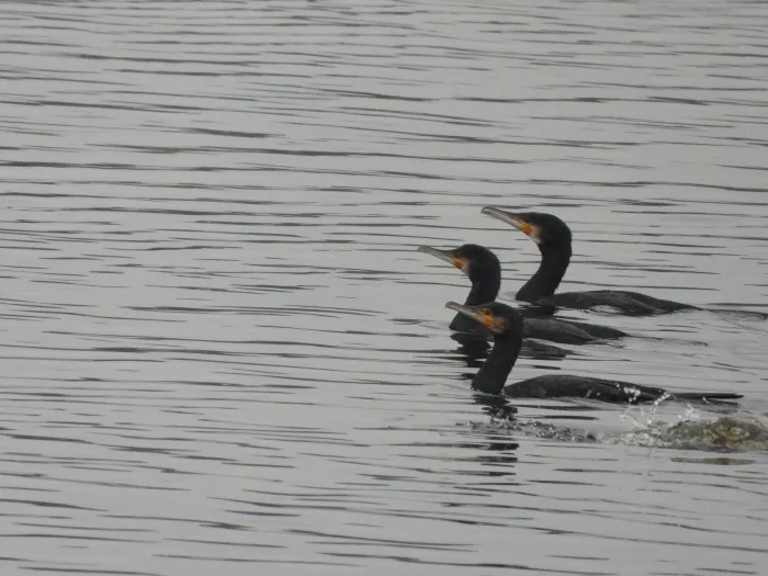 Gespotte Aalscholver