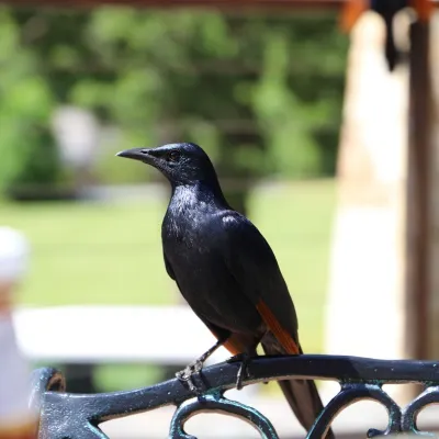 Gespotte Roodvleugelspreeuw