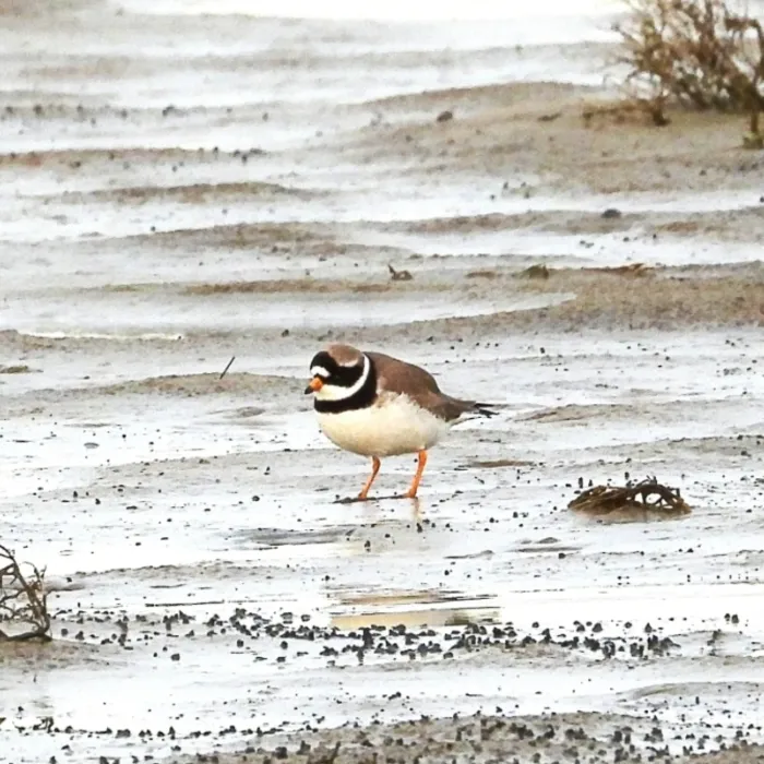 Gespotte Bontbekplevier