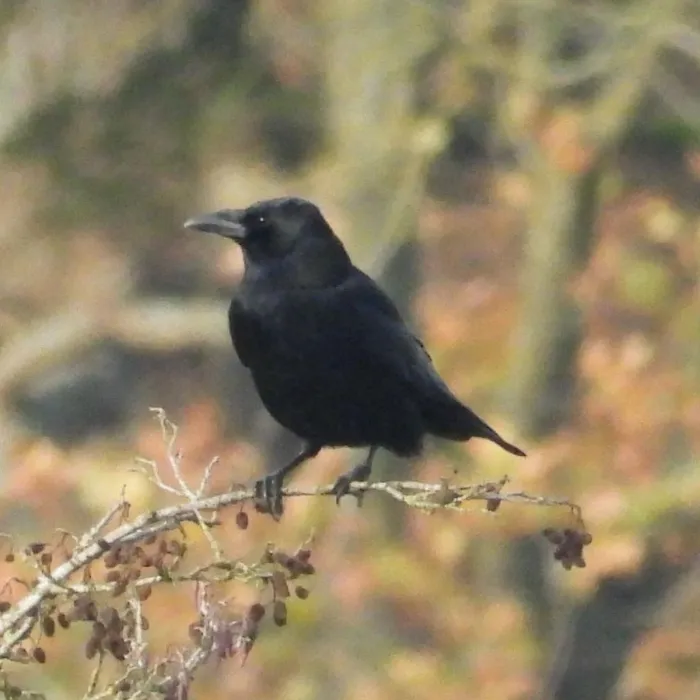 Gespotte Zwarte kraai