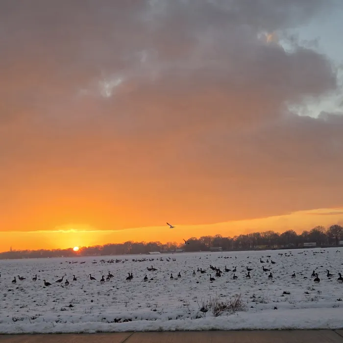 Gespotte Grauwe gans