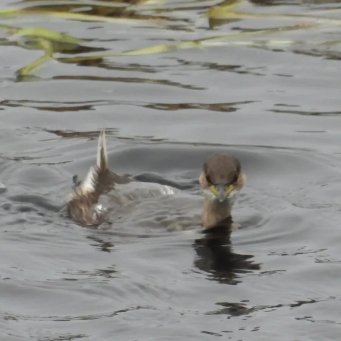 Spotted Little Grebe
