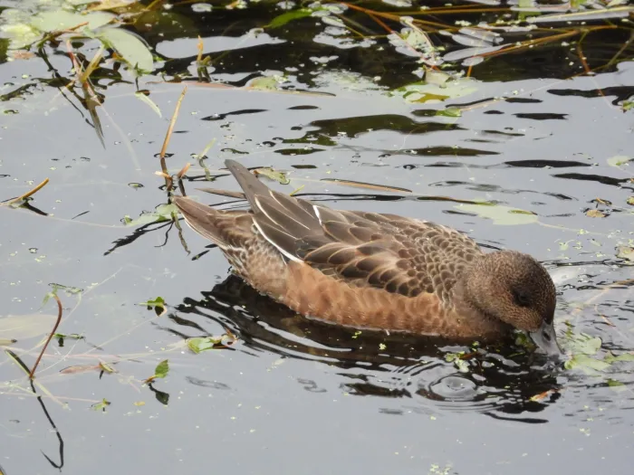 Gespotte Wintertaling