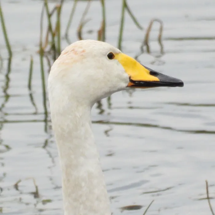 Gespotte Wilde zwaan