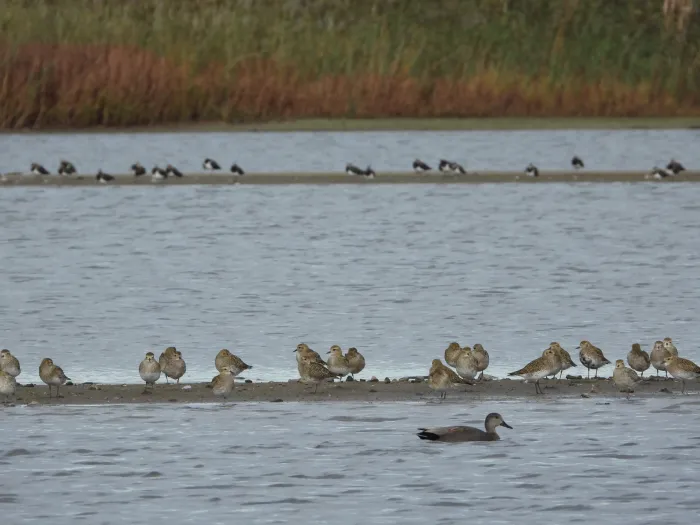 Gespotte Goudplevier