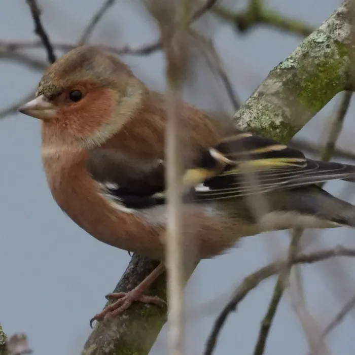 Gespotte Vink
