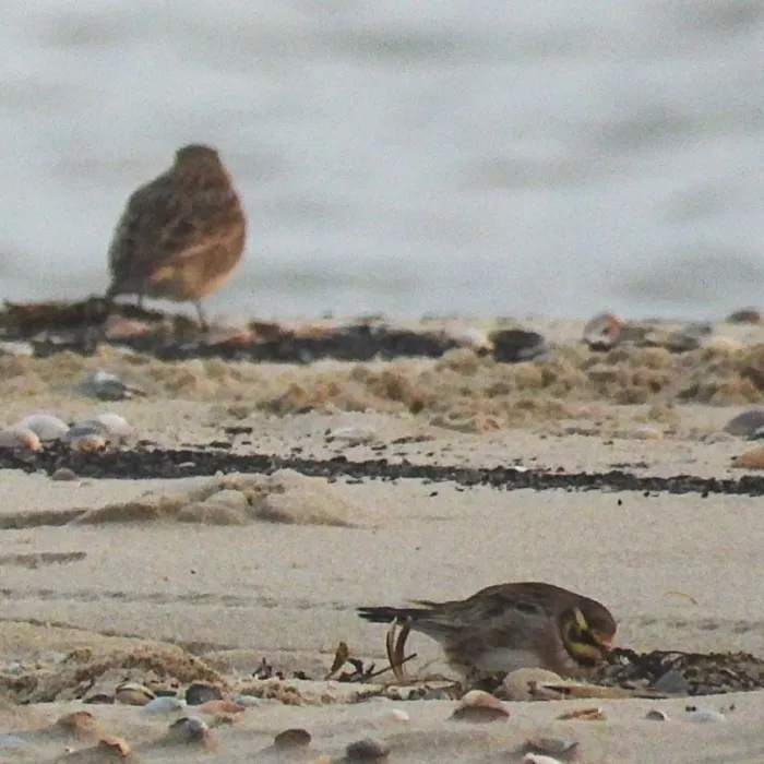 Gespotte Strandleeuwerik