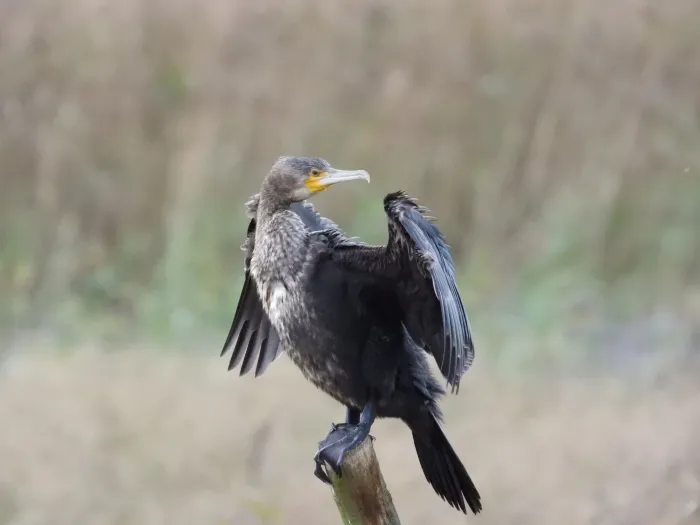 Gespotte Aalscholver