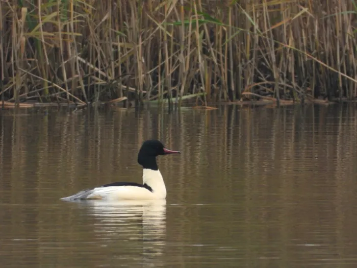 Gespotte Grote zaagbek