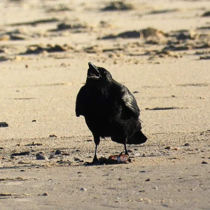 Gespotte Zwarte kraai