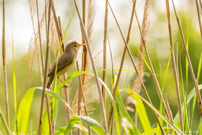 Gespotte Bosrietzanger
