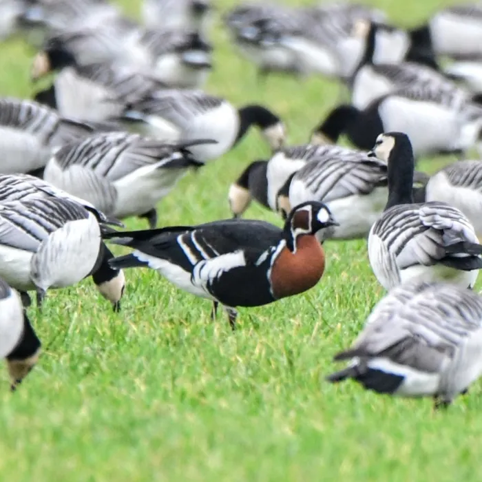 Gespotte Roodhalsgans