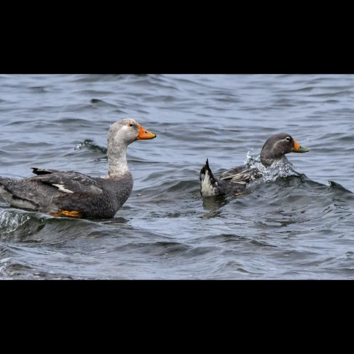 Gespotte Reuzenbooteend