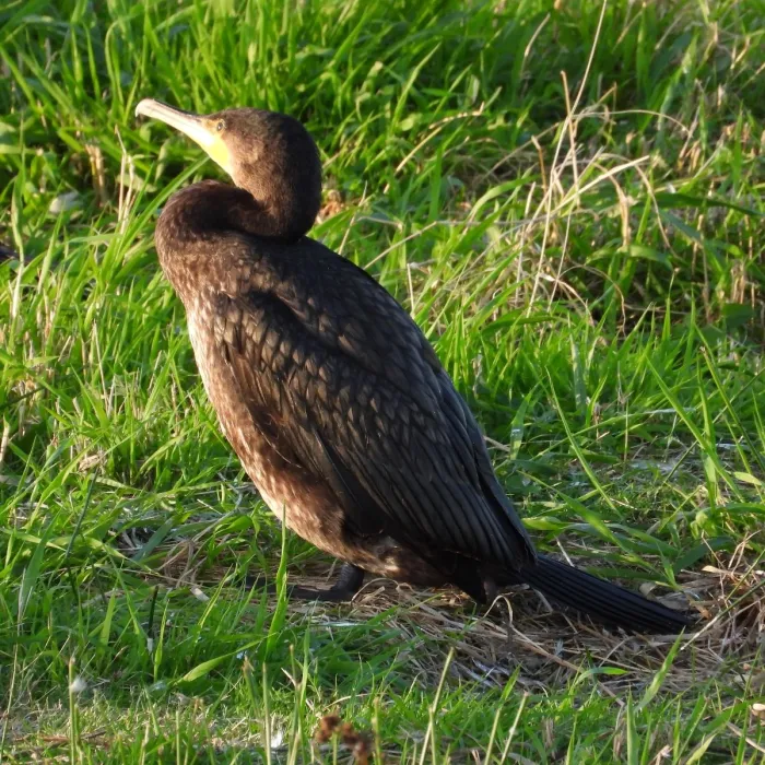 Gespotte Aalscholver