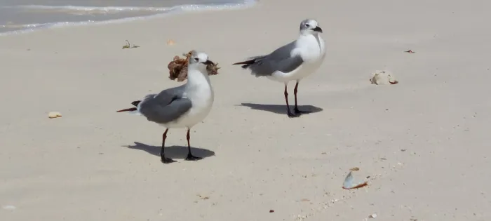 Spotted Laughing Gull