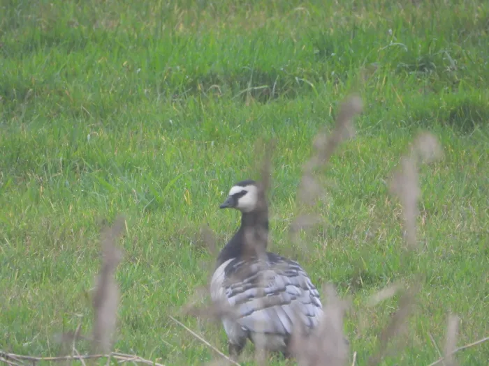 Spotted Barnacle Goose