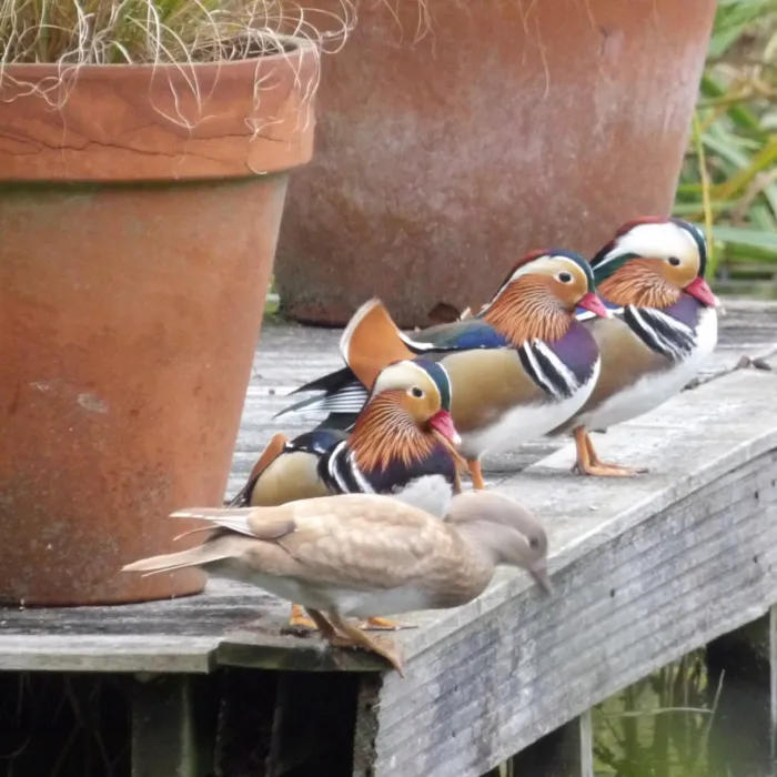 Spotted Mandarin Duck