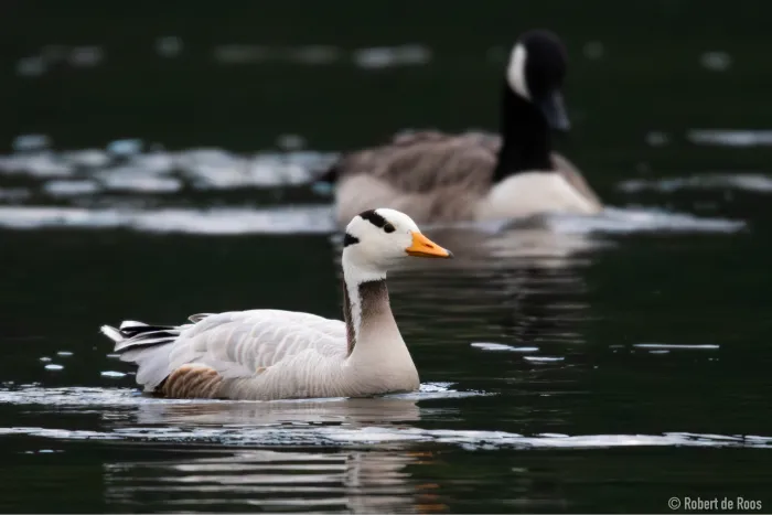 Gespotte Indische gans