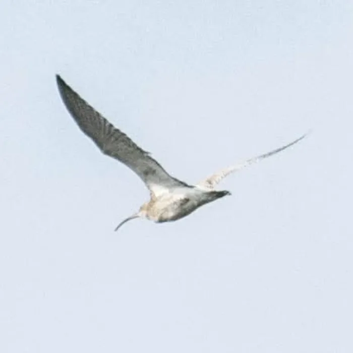 Gespotte Wulp