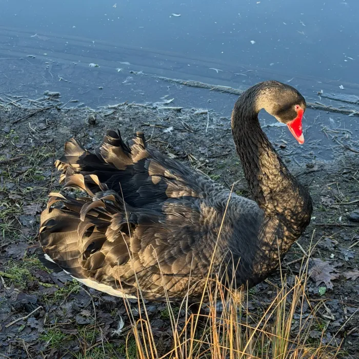 Gespotte Zwarte zwaan