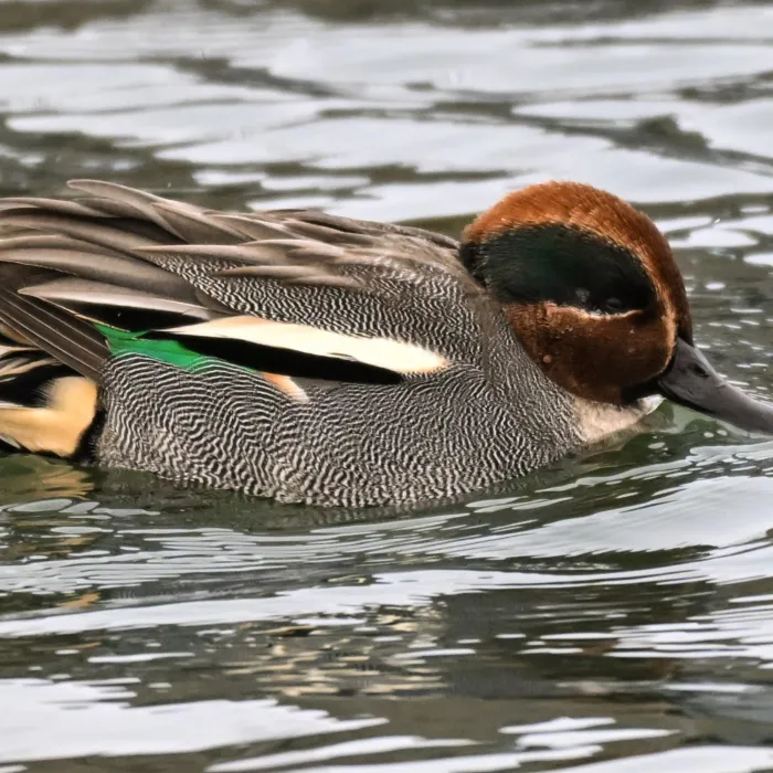 Gespotte Wintertaling