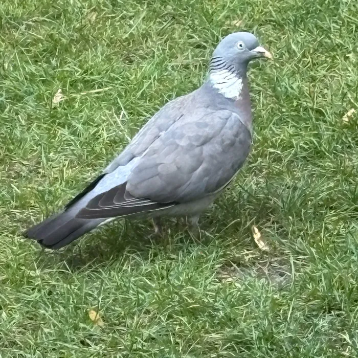 Spotted Common Wood-Pigeon