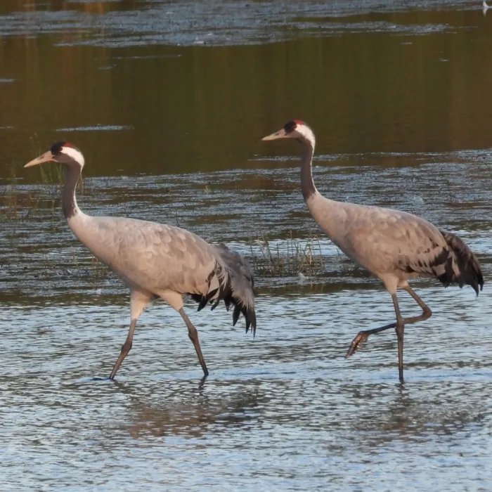 Gespotte Kraanvogel