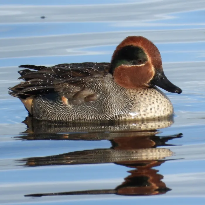 Gespotte Wintertaling
