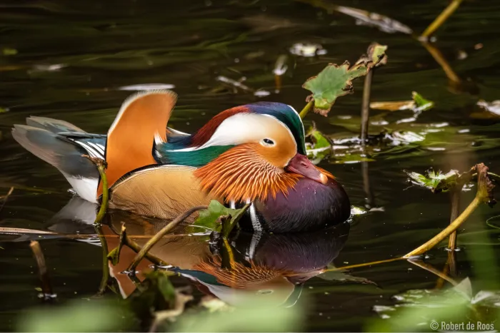 Gespotte Mandarijneend