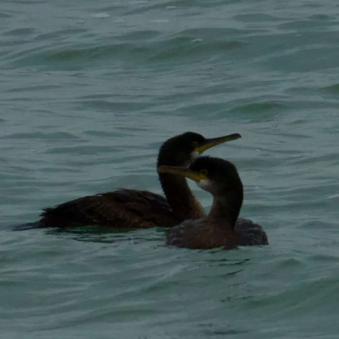 Gespotte Kuifaalscholver