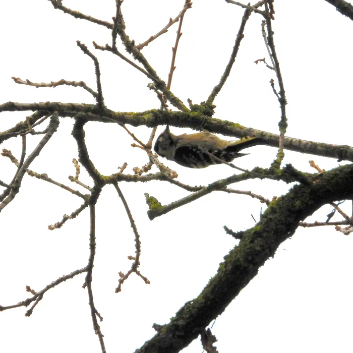 Gespotte Kleine bonte specht