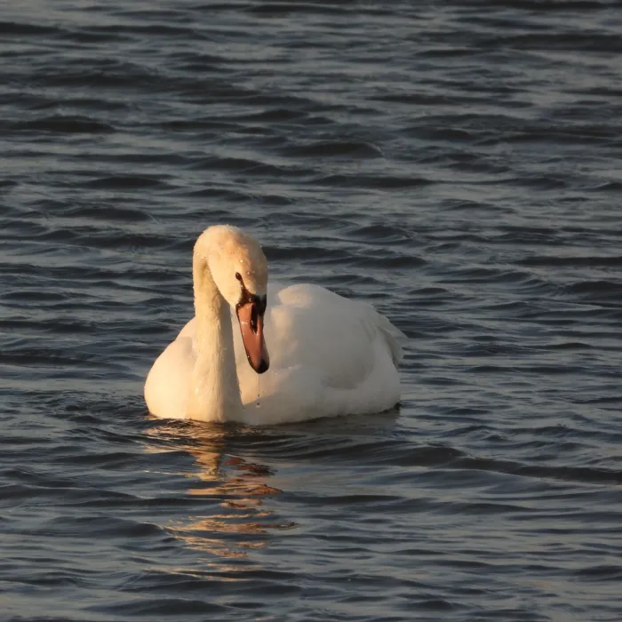 Gespotte Knobbelzwaan