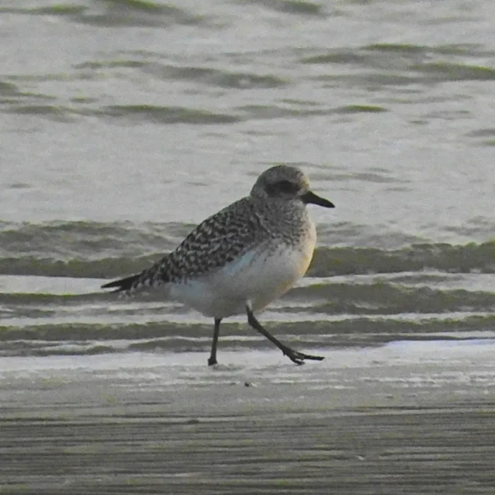 Gespotte Zilverplevier