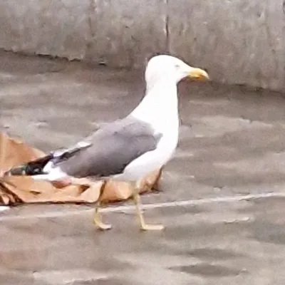 Gespotte Kleine mantelmeeuw